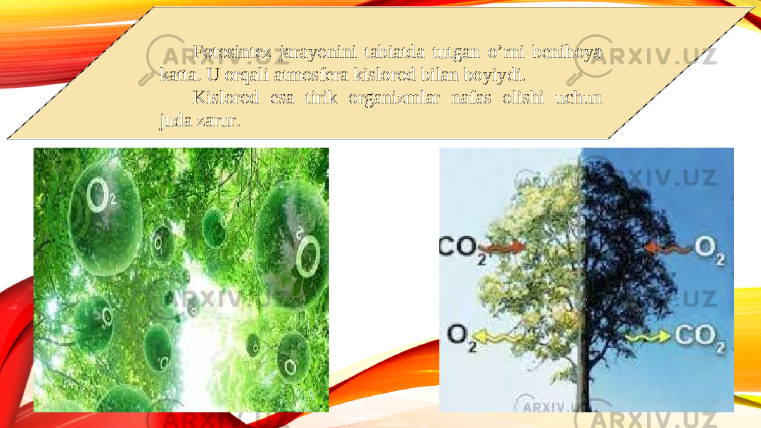   Fotosintez jarayonini tabiatda tutgan o’rni benihoya katta. U orqali atmosfera kislorod bilan boyiydi. Kislorod esa tirik organizmlar nafas olishi uchun juda zarur. 