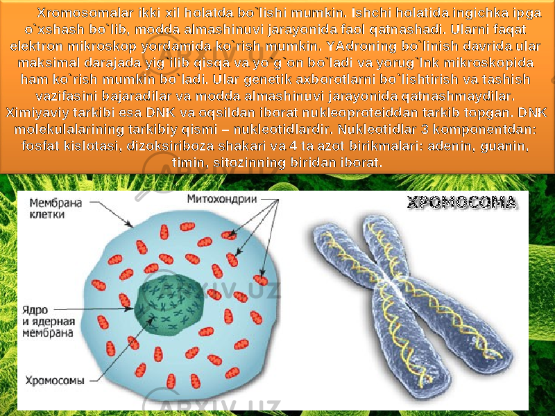 Xromosomalar ikki xil holatda bo`lishi mumkin. Ishchi holatida ingichka ipga o`xshash bo`lib, modda almashinuvi jarayonida faol qatnashadi. Ularni faqat elektron mikroskop yordamida ko`rish mumkin. YAdroning bo`linish davrida ular maksimal darajada yig`ilib qisqa va yo`g`on bo`ladi va yorug`lnk mikroskopida ham ko`rish mumkin bo`ladi. Ular genetik axborotlarni bo`lishtirish va tashish vazifasini bajaradilar va modda almashinuvi jarayonida qatnashmaydilar. Ximiyaviy tarkibi esa DNK va oqsildan iborat nukleoproteiddan tarkib topgan. DNK molekulalarining tarkibiy qismi – nukleotidlardir. Nukleotidlar 3 komponentdan: fosfat kislotasi, dizoksiriboza shakari va 4 ta azot birikmalari: adenin, guanin, timin, sitozinning biridan iborat. 