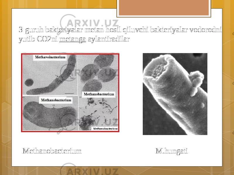 3-guruh bakteriyalar metan hosil qiluvchi bakteriyalar vodorodni yutib CO2ni metanga aylantiradilar Methanobacterium M.hungati 