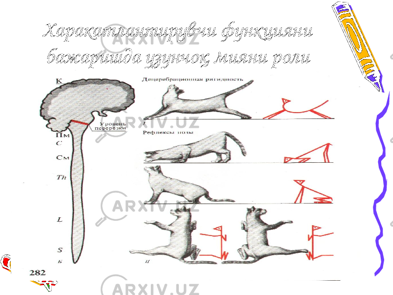 Харакатлантирувчи функцияни бажаришда узунчоқ мияни роли 