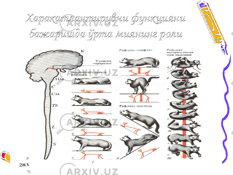 Харакатлантирувчи функцияни бажаришда ўрта миянинг роли 