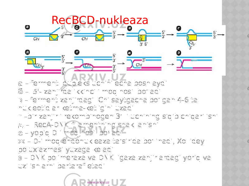  RecBCD-nukleaza ishtirokidagi rekombinatsiya sxemasiнуклеазы а – ferment dupleks uchini echa boshlaydi б – 5&#39;- zanjirda ikkinci ilmoq hosil bo’ladi в – ferment zanjirdagi Chi saytgacha bo’lgan 4-6 ta nukleotidlar ketma-ketligini uzadi г –bir zanjirli rekombinogen 3’ li uchining siqib chiqarilishi д – RecA-DNK_filamentning shakllanishi е – yopiq D ilmoq hosil bo’ladi ж – D-ilmoq endonukleaza ta’sirida bo’linadi, Xollidey poluxiazmasi yuzaga keladi з – DNK polimeraza va DNK ligaza zanjirlardagi yoriq va uzilishlarni bartaraf etadi www.arxiv.uz 
