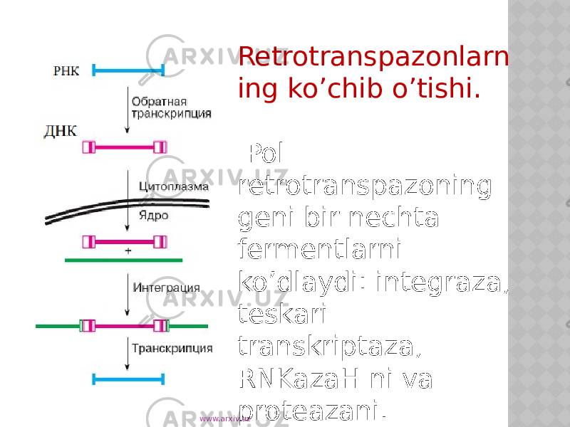 Retrotranspazonlarn ing ko’chib o’tishi. Pol retrotranspazoning geni bir nechta fermentlarni ko’dlaydi: integraza, teskari transkriptaza, RNKazaH ni va proteazani. www.arxiv.uz 