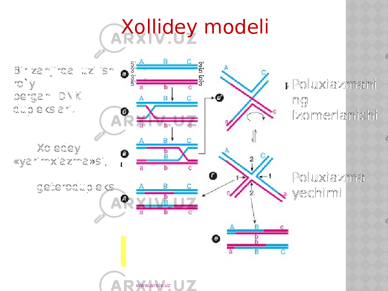Xollidey modeli Bir zanjirda uzilish ro`y bergan DNK duplekslari. Xoledey «yarimxiazma»si, geterodupleks Poluxiazmani ng Izomerlanishi Poluxiazma yechimi www.arxiv.uz 