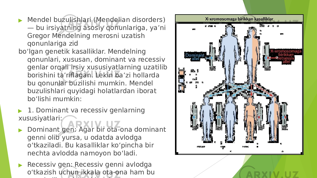 ▶ Mendel buzulishlari (Mendelian disorders) — bu irsiyatning asosiy qonunlariga, ya’ni Gregor Mendelning merosni uzatish qonunlariga zid bo‘lgan genetik kasalliklar. Mendelning qonunlari, xususan, dominant va recessiv genlar orqali irsiy xususiyatlarning uzatilib borishini ta’riflagan. Lekin ba’zi hollarda bu qonunlar buzilishi mumkin. Mendel buzulishlari quyidagi holatlardan iborat bo‘lishi mumkin: ▶ 1. Dominant va recessiv genlarning xususiyatlari: ▶ Dominant gen: Agar bir ota- ona dominant genni olib yursa, u odatda avlodga o‘tkaziladi. Bu kasalliklar ko‘pincha bir nechta avlodda namoyon bo‘ladi. ▶ Recessiv gen: Recessiv genni avlodga o‘tkazish uchun ikkala ota- ona ham bu genni olib yurishlari kerak. 