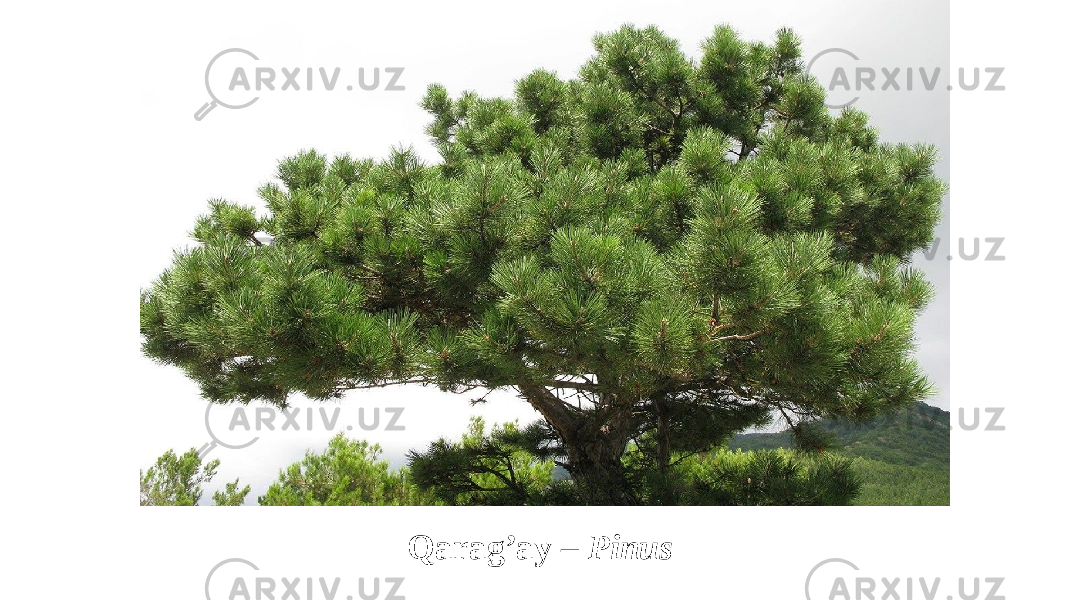 Qarag’ay – Pinus 