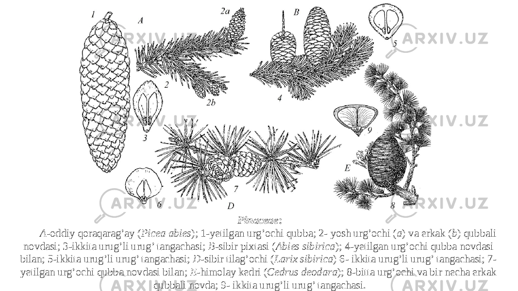 Pinaceae : A -oddiy qoraqarag’ay ( Picea abies ); 1-yetilgan urg’ochi qubba; 2- yosh urg’ochi ( a ) va erkak ( b ) qubbali novdasi; 3-ikkita urug’li urug’ tangachasi; B -sibir pixtasi ( Abies sibirica ); 4-yetilgan urg’ochi qubba novdasi bilan; 5-ikkita urug’li urug’ tangachasi; D -sibir tilag’ochi ( Larix sibirica ) 6- ikkita urug’li urug’ tangachasi; 7- yetilgan urg’ochi qubba novdasi bilan; E -himolay kedri ( Cedrus deodara ); 8-bitta urg’ochi va bir necha erkak qubbali novda; 9- ikkita urug’li urug’ tangachasi. 