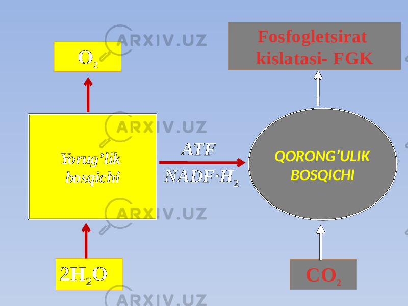 Yorug’lik bosqichi QORONG’ULIK BOSQICHI 2Н 2 О О 2 ATF NADF·Н 2 СО 2 Fosfogletsirat kislatasi- FGK 