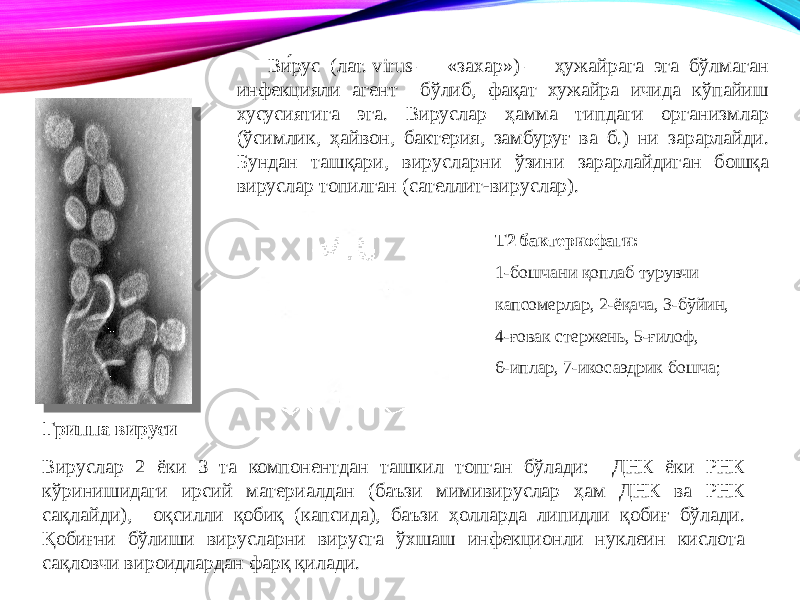 Ви́рус (лат. virus — «захар») — ҳужайрага эга бўлмаган инфекцияли агент бўлиб, фақат хужайра ичида кўпайиш хусусиятига эга. Вируслар ҳамма типдаги организмлар (ўсимлик, ҳайвон, бактерия, замбуруғ ва б.) ни зарарлайди. Бундан ташқари, вирусларни ўзини зарарлайдиган бошқа вируслар топилган (сателлит-вируслар). Гриппа вируси Т2 бактериофаги: 1-бошчани қоплаб турувчи капсомерлар, 2-ёқача, 3-бўйин, 4-ғовак стержень, 5-ғилоф, 6-иплар, 7-икосаэдрик бошча; Вируслар 2 ёки 3 та компонентдан ташкил топган бўлади: ДНК ёки РНК кўринишидаги ирсий материалдан (баъзи мимивируслар ҳам ДНК ва РНК сақлайди), оқсилли қобиқ (капсида), баъзи ҳолларда липидли қобиғ бўлади. Қобиғни бўлиши вирусларни вирусга ўхшаш инфекционли нуклеин кислота сақловчи вироидлардан фарқ қилади. 