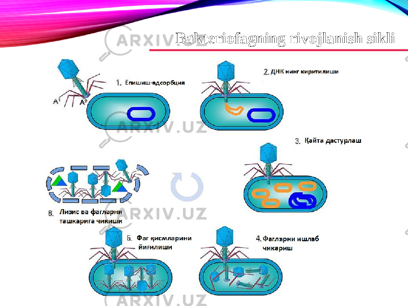 Bakteriofagning rivojlanish sikli 