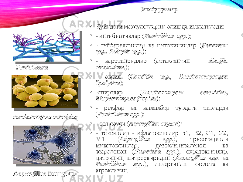 Замбуруғлар • Қуйидаги махсулотларни олишда ишлатилади: • - антибиотиклар ( Penicillium spp .); • - гиббереллинлар ва цитокининлар ( Fusarium spp., Botrytis spp .); • - каротиноидлар (астаксантин – Rhaffia rhodozima ,); • - оқсил ( Candida spp., Saccharomycopsis lipolytica ); • -спиртлар ( Saccharomyces cerevisiae, Kluyveromyces fragilis ); • - рокфор ва камамбер турдаги сирларда ( Penicillium spp .); • - соя соуси ( Aspergillus oryzae ); • - токсинлар - афлатоксинлар В1, В2, G1, G2, М1 ( Aspergillus spp .), трихотеценли микотоксинлар, дезоксиниваленол ва зеараленон ( Fusarium spp .), охратоксинлар, цитринин, цитреовиридин ( Aspergillus spp. ва Penicillium spp .), лизергинли кислота ва агроклавин.Penicillium Aspergillus fumigatusSaccharomyces cerevisiae 
