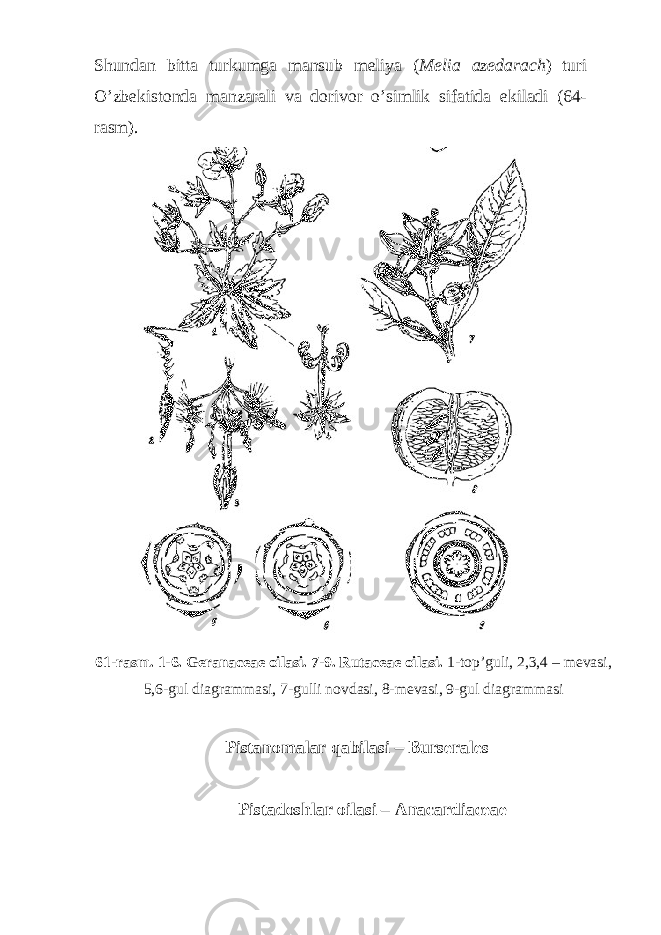 Shundan bitta turkumga mansub meliya ( Melia azedarach ) turi O’zbekistonda manzarali va dorivor o’simlik sifatida ekiladi (64- rasm). 61-rasm. 1-6. Geranaceae oilasi. 7-9. Rutaceae oilasi. 1-top’guli, 2,3,4 – mevasi, 5,6-gul diagrammasi, 7-gulli novdasi, 8-mevasi, 9-gul diagrammasi Pistanomalar qabilasi – Burserales Pistadoshlar oilasi – Anacardiaceae 
