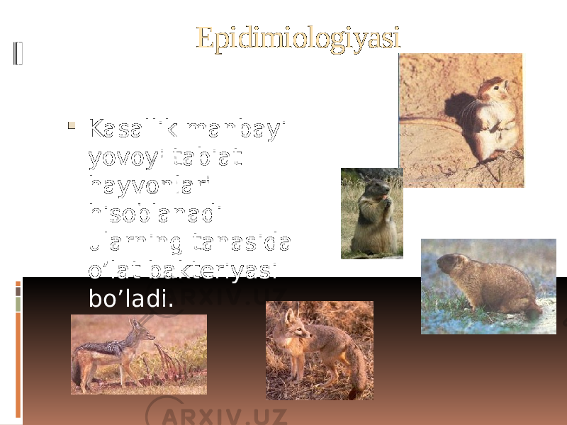 Epidimiologiyasi  Kasallik manbayi yovoyi tabiat hayvonlari hisoblanadi ularning tanasida o’lat bakteriyasi bo’ladi. 