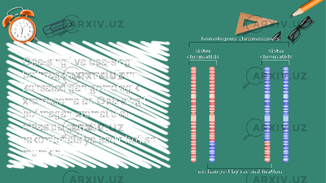 Opa-singil va opa-singil bo&#39;lmagan xromatidlarni ko&#39;rsatadigan gomologik xromosomalar. Opa-singil bo&#39;lmagan xromatidlar o&#39;rtasida genetik rekombinatsiya sodir bo&#39;lishi mumkin. 