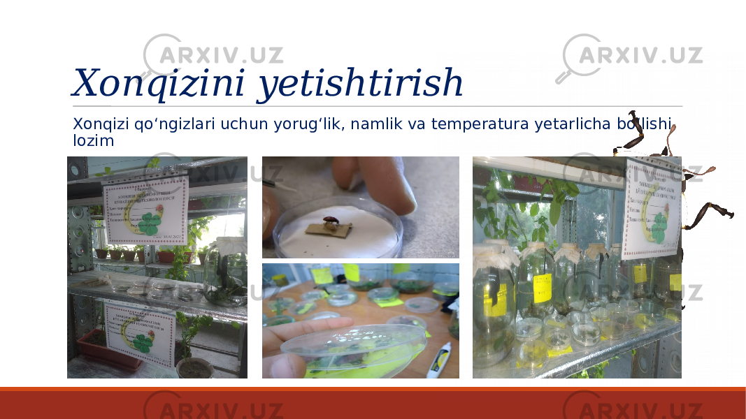 Xonqizini yetishtirish Xonqizi qo‘ngizlari uchun yorug‘lik, namlik va temperatura yetarlicha bo‘lishi lozim 