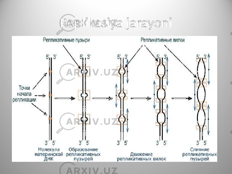 Replikasiya jarayoni 