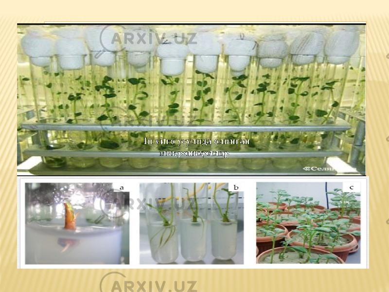 Вставка рисунка In vitro усулида олинган микрониҳоллар 