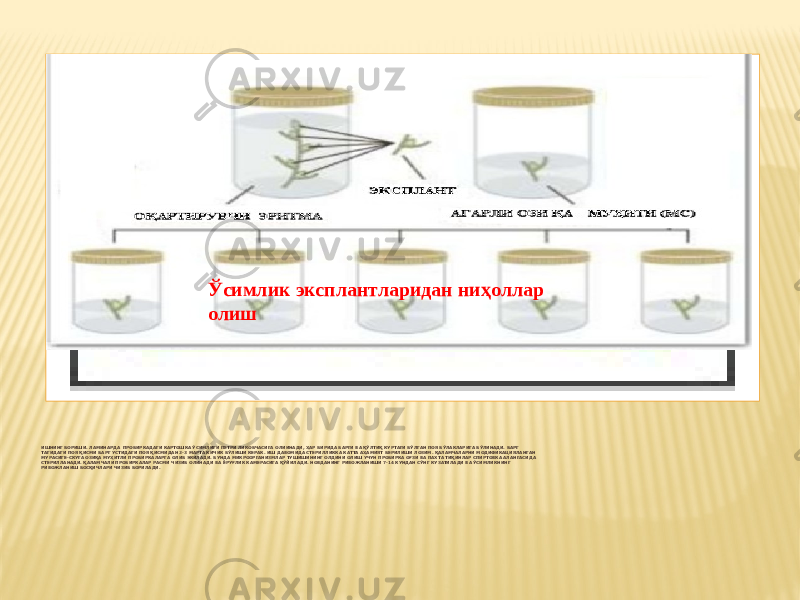 Вставка рисунка ИШНИНГ БОРИШИ. ЛАМИНАРДА ПРОБИРКАДАГИ КАРТОШКА ЎСИМЛИГИ ПЕТРИ ЛИКОБЧАСИГА ОЛИИНАДИ, ҲАР БИРИДА БАРГИ ВА ҚЎЛТИҚ КУРТАГИ БЎЛГАН ПОЯ БЎЛАКЛАРИГА БЎЛИНАДИ. БАРГ ТАГИДАГИ ПОЯ ҚИСМИ БАРГ УСТИДАГИ ПОЯ ҚИСМИДАН 2-3 МАРТА КИЧИК БЎЛИШИ КЕРАК. ИШ ДАВОМИДА СТЕРИЛЛИККА КАТТА АҲАМИЯТ БЕРИЛИШИ ЛОЗИМ. ҚАЛАМЧАЛАРНИ МОДИФИКАЦИЯЛАНГАН МУРАСИГЕ-СКУГА ОЗИҚА МУҲИТЛИ ПРОБИРКАЛАРГА ОЛИБ ЭКИЛАДИ. БУНДА МИКРООРГАНИЗМЛАР ТУШИШИНИНГ ОЛДИНИ ОЛИШ УЧУН ПРОБИРКА ОҒЗИ ВА ПАХТА ТИҚИНЛАР СПИРТОВКА АЛАНГАСИДА СТЕРИЛЛАНАДИ. ҚАЛАМЧАЛИ ПРОБИРКАЛАР РАСМИ ЧИЗИБ ОЛИНАДИ ВА ЁРУҒЛИК КАМЕРАСИГА ҚЎЙИЛАДИ. НОВДАНИНГ РИВОЖЛАНИШИ 7-14 КУНДАН СЎНГ КУЗАТИЛАДИ ВА ЎСИМЛИКНИНГ РИВОЖЛАНИШ БОСҚИЧЛАРИ ЧИЗИБ БОРИЛАДИ. Ўсимлик эксплантларидан ниҳоллар олиш 