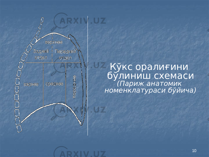 10Кўкс оралиғини бўлиниш схемаси (Париж анатомик номенклатураси бўйича) 