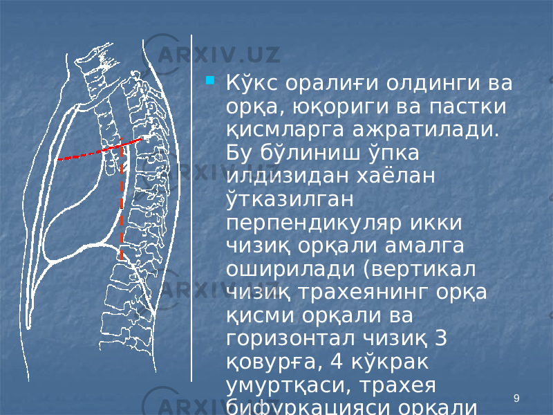 9 Кўкс оралиғи олдинги ва орқа, юқориги ва пастки қисмларга ажратилади. Бу бўлиниш ўпка илдизидан хаёлан ўтказилган перпендикуляр икки чизиқ орқали амалга оширилади (вертикал чизиқ трахеянинг орқа қисми орқали ва горизонтал чизиқ 3 қовурға, 4 кўкрак умуртқаси, трахея бифуркацияси орқали ўтади). 