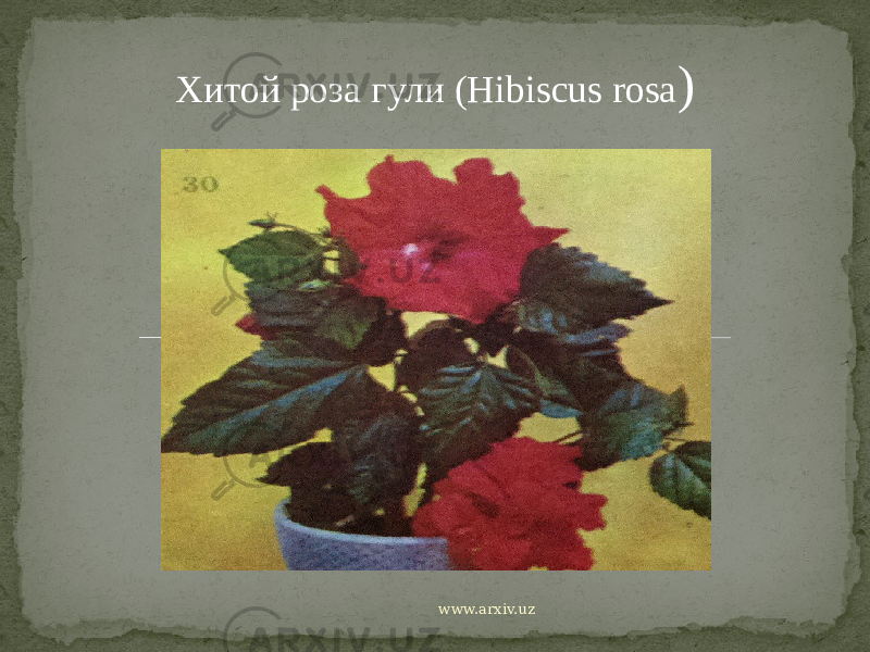 Хитой роза гули (Hibiscus rosa ) www.arxiv.uz 