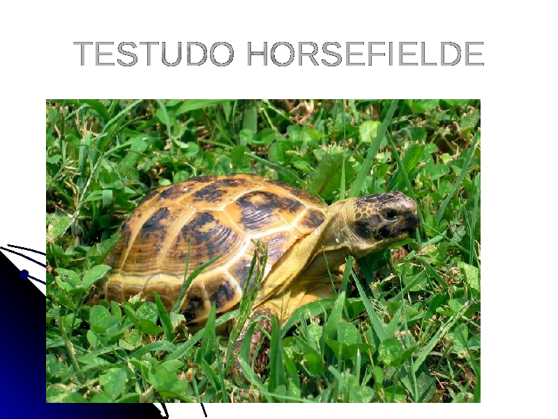 TESTUDO HORSEFIELDE 