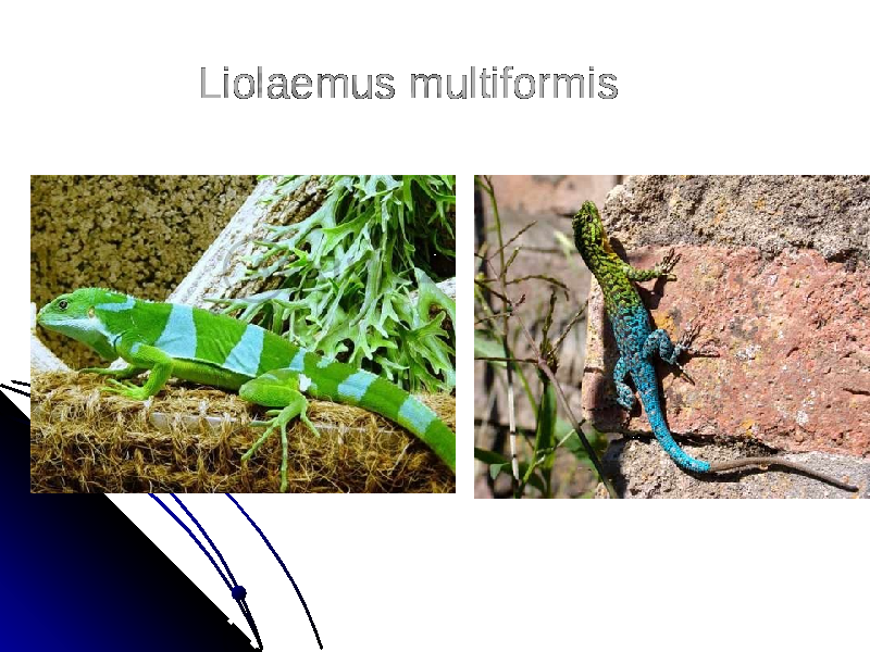 Liolaemus multiformis 