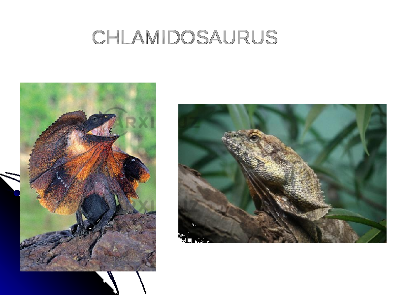 CHLAMIDOSAURUS 