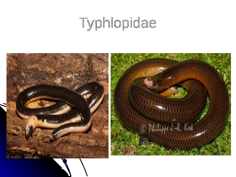 Typhlopidae 