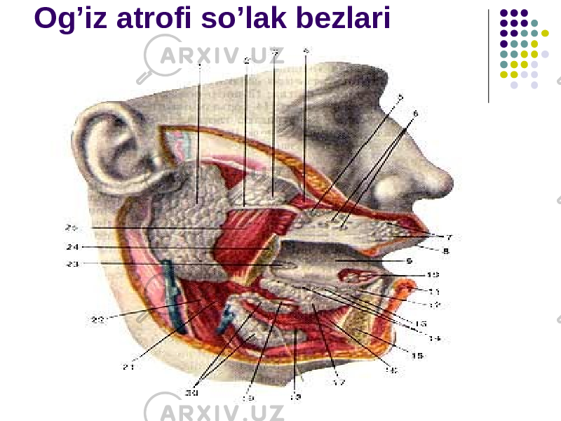 Og’iz atrofi so’lak bezlari 