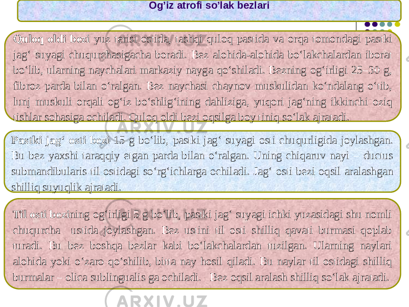 Quloq oldi bezi yuz terisi ostida, tashqi quloq pastida va orqa tomondagi pastki jag‘ suyagi chuqurchasigacha boradi. Bez alohida-alohida bo‘lakchalardan iborat bo‘lib, ularning naychalari markaziy nayga qo‘shiladi. Bezning og‘irligi 25–30 g, fibroz parda bilan o‘ralgan. Bez naychasi chaynov muskulidan ko‘ndalang o‘tib, lunj muskuli orqali og‘iz bo‘shlig‘ining dahliziga, yuqori jag‘ning ikkinchi oziq tishlar sohasiga ochiladi. Quloq oldi bezi oqsilga boy tiniq so‘lak ajratadi. Og’iz atrofi so’lak bezlari Pastki jag‘ osti bezi 15 g bo‘lib, pastki jag‘ suyagi osti chuqurligida joylashgan. Bu bez yaxshi taraqqiy etgan parda bilan o‘ralgan. Uning chiqaruv nayi – ductus submandibularis til ostidagi so‘rg‘ichlarga ochiladi. Jag‘ osti bezi oqsil aralashgan shilliq suyuqlik ajratadi. Til osti bezi ning og‘irligi 5 g bo‘lib, pastki jag‘ suyagi ichki yuzasidagi shu nomli chuqurcha ustida joylashgan. Bez ustini til osti shilliq qavati burmasi qoplab turadi. Bu bez boshqa bezlar kabi bo‘lakchalardan tuzilgan. Ularning naylari alohida yoki o‘zaro qo‘shilib, bitta nay hosil qiladi. Bu naylar til ostidagi shilliq burmalar – olica sublingualis ga ochiladi. Bez oqsil aralash shilliq so‘lak ajratadi. 