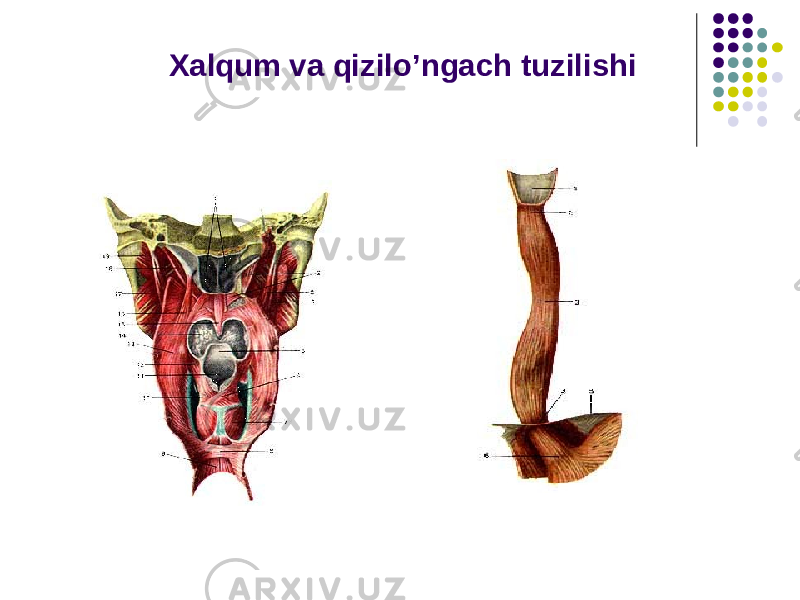 Xalqum va qizilo’ngach tuzilishi 