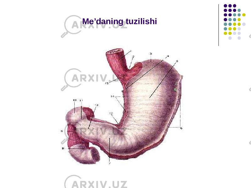 Me’daning tuzilishi 