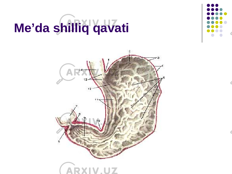 Me’da shilliq qavati 