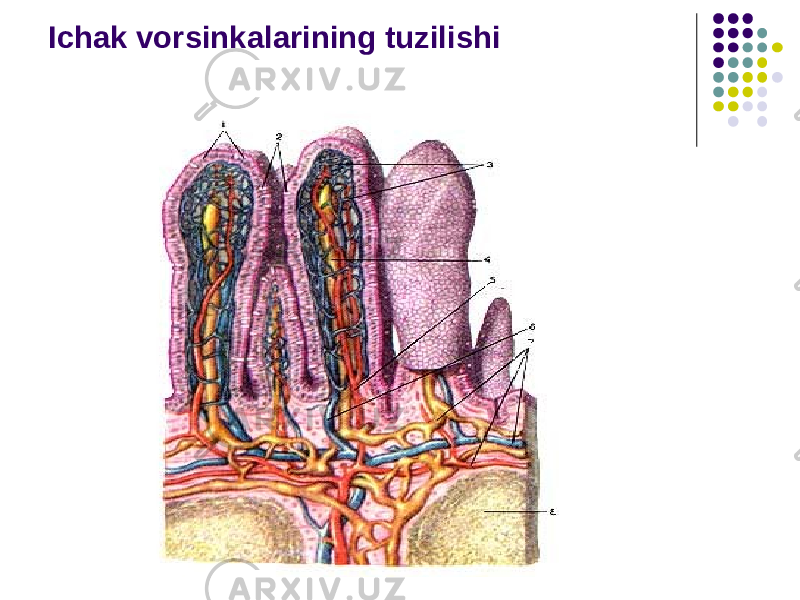 Ichak vorsinkalarining tuzilishi 