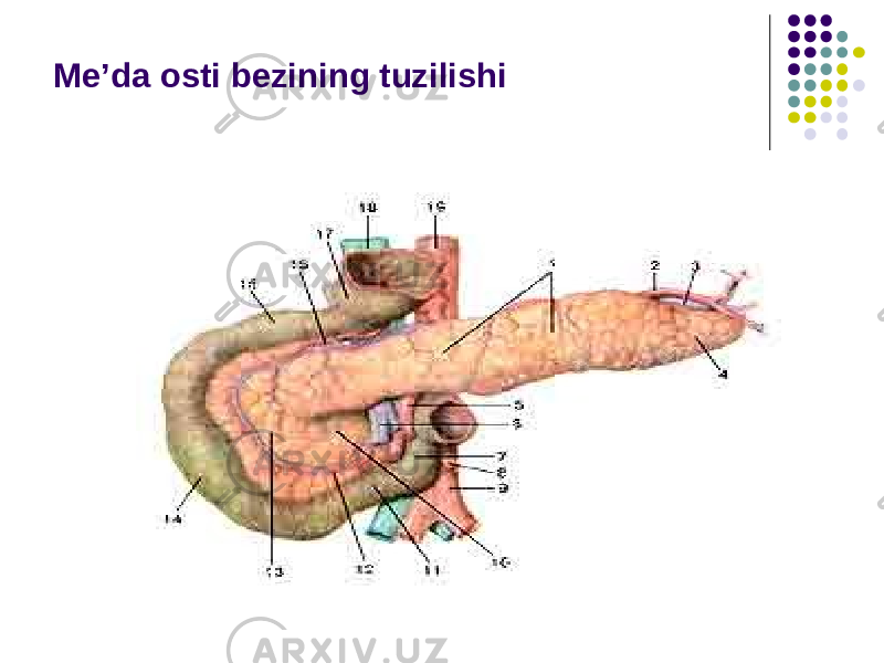 Me’da osti bezining tuzilishi 