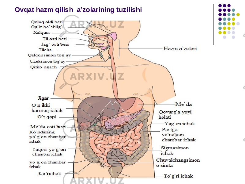 Ovqat hazm qilish a’zolarining tuzilishi 