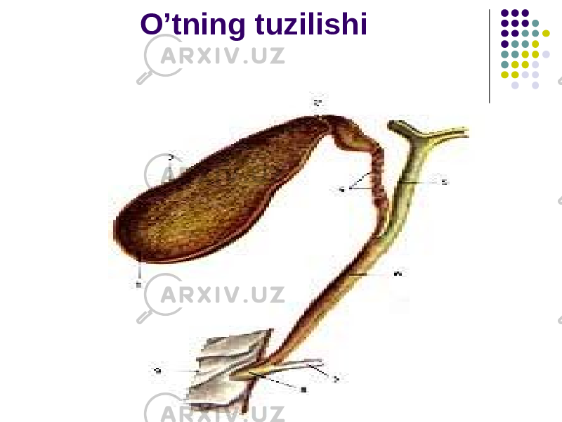 O’tning tuzilishi 