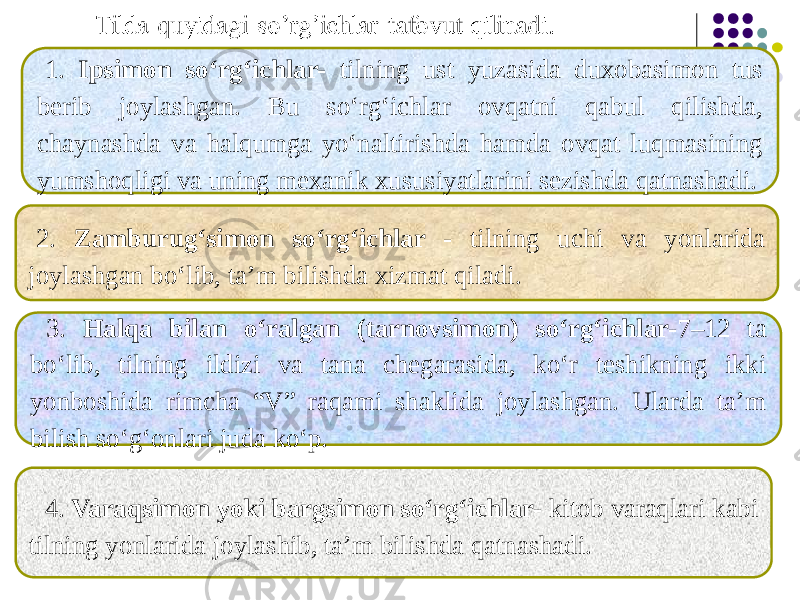 1. Ipsimon so‘rg‘ichlar- tilning ust yuzasida duxobasimon tus berib joylashgan. Bu so‘rg‘ichlar ovqatni qabul qilishda, chaynashda va halqumga yo‘naltirishda hamda ovqat luqmasining yumshoqligi va uning mexanik xususiyatlarini sezishda qatnashadi. 2. Zamburug‘simon so‘rg‘ichlar - tilning uchi va yonlarida joylashgan bo‘lib, ta’m bilishda xizmat qiladi. 3. Halqa bilan o‘ralgan (tarnovsimon) so‘rg‘ichlar- 7–12 ta bo‘lib, tilning ildizi va tana chegarasida, ko‘r teshikning ikki yonboshida rimcha “V” raqami shaklida joylashgan. Ularda ta’m bilish so‘g‘onlari juda ko‘p. 4. Varaqsimon yoki bargsimon so‘rg‘ichlar- kitob varaqlari kabi tilning yonlarida joylashib, ta’m bilishda qatnashadi. 