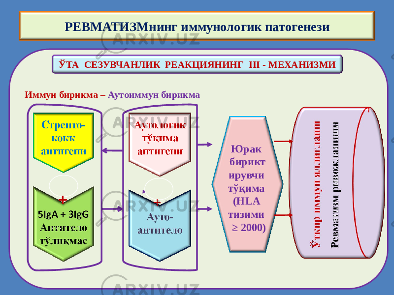 Иммун бирикма – Аутоиммун бирикмаЎТА СЕЗУВЧАНЛИК РЕАКЦИЯНИНГ III - МЕХАНИЗМИ + + Юрак бирикт ирувчи тўқима (HLA тизими ≥ 2000)РЕВМАТИЗМнинг иммунологик патогенези 