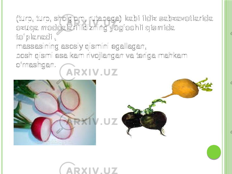 (turp, turp, sholg&#39;om, rutabaga) kabi ildiz sabzavotlarida ozuqa moddalari ildizning yog&#39;ochli qismida to&#39;planadi , massasining asosiy qismini egallagan, bosh qismi esa kam rivojlangan va teriga mahkam o‘rnashgan. 