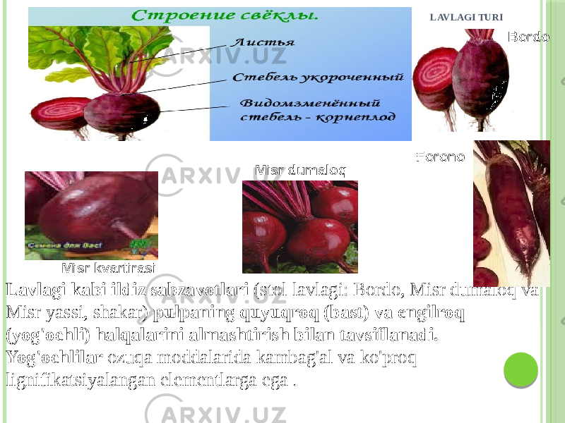 LAVLAGI TURI Lavlagi kabi ildiz sabzavotlari (stol lavlagi: Bordo, Misr dumaloq va Misr yassi, shakar) pulpaning quyuqroq (bast) va engilroq (yog&#39;ochli) halqalarini almashtirish bilan tavsiflanadi. Yog&#39;ochlilar ozuqa moddalarida kambag&#39;al va ko&#39;proq lignifikatsiyalangan elementlarga ega . Bordo Misr kvartirasi Misr dumaloq Forono 