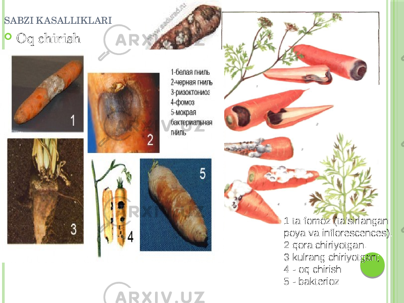 SABZI K ASALLIKLARI  Oq chirish 1 ta fomoz (ta&#39;sirlangan poya va inflorescences). 2 qora chiriyotgan. 3 kulrang chiriyotgan; 4 - oq chirish: 5 - bakterioz 