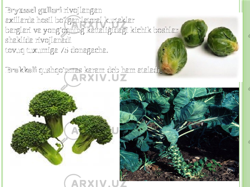 Bryussel gullari rivojlangan axillarda hosil bo&#39;lgan lateral kurtaklar barglari va yong&#39;oqning kattaligidagi kichik boshlar shaklida rivojlanadi tovuq tuxumiga 75 donagacha. Brokkoli qushqo&#39;nmas karam deb ham ataladi, 