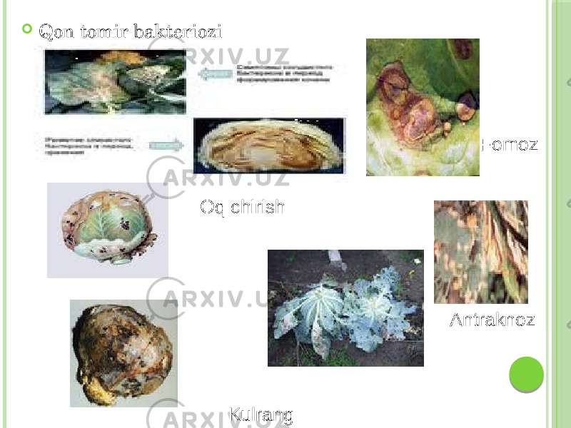  Qon tomir bakteriozi AntraknozOq chirish Kulrang chiriyotgan Fomoz 