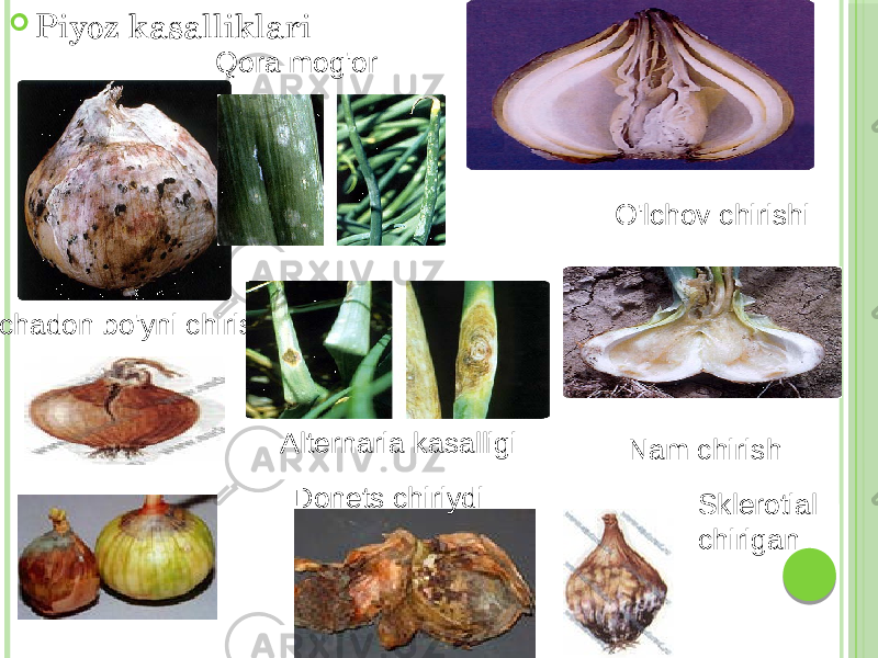  Piyoz kasalliklari Qora mog&#39;or O&#39;lchov chirishi Bachadon bo&#39;yni chirishi Nam chirishAlternaria kasalligi Donets chiriydi Sklerotial chirigan 