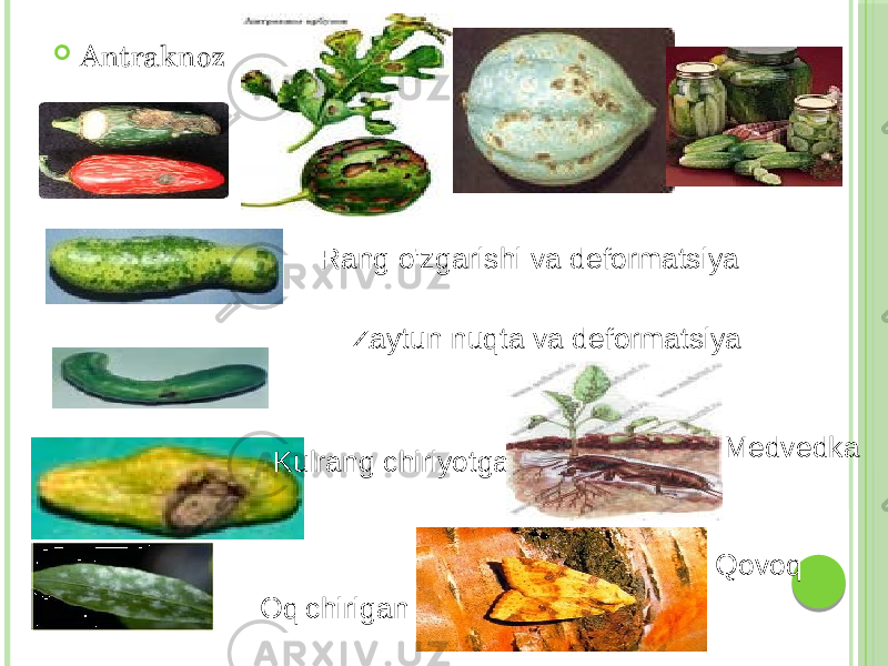  Antraknoz Rang o&#39;zgarishi va deformatsiya Zaytun nuqta va deformatsiya Kulrang chiriyotgan Oq chirigan Medvedka Qovoq 