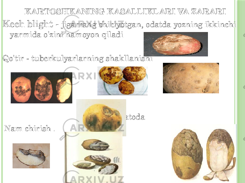 KARTOSHKANING KASALLIKLARI VA ZARARI Kech blight - jigarrang chiriyotgan, odatda yozning ikkinchi yarmida o&#39;zini namoyon qiladi Qo&#39;tir - tuberkulyarlarning shakllanishi C. nematoda Nam chirish . 