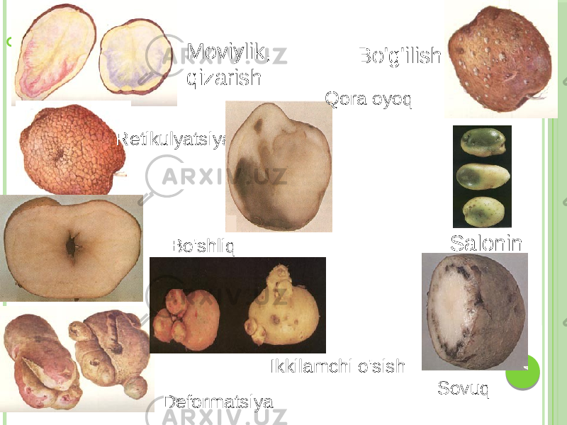  Bo&#39;g&#39;ilish Moviylik, qizarish Retikulyatsiya Bo&#39;shliq Qora oyoq SaloninBo&#39;g&#39;ilish Sovuq Deformatsiya Ikkilamchi o&#39;sish 