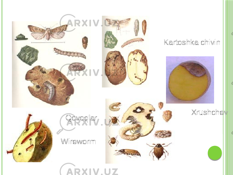 Qovoqlar XrushchevKartoshka chivin Wireworm 